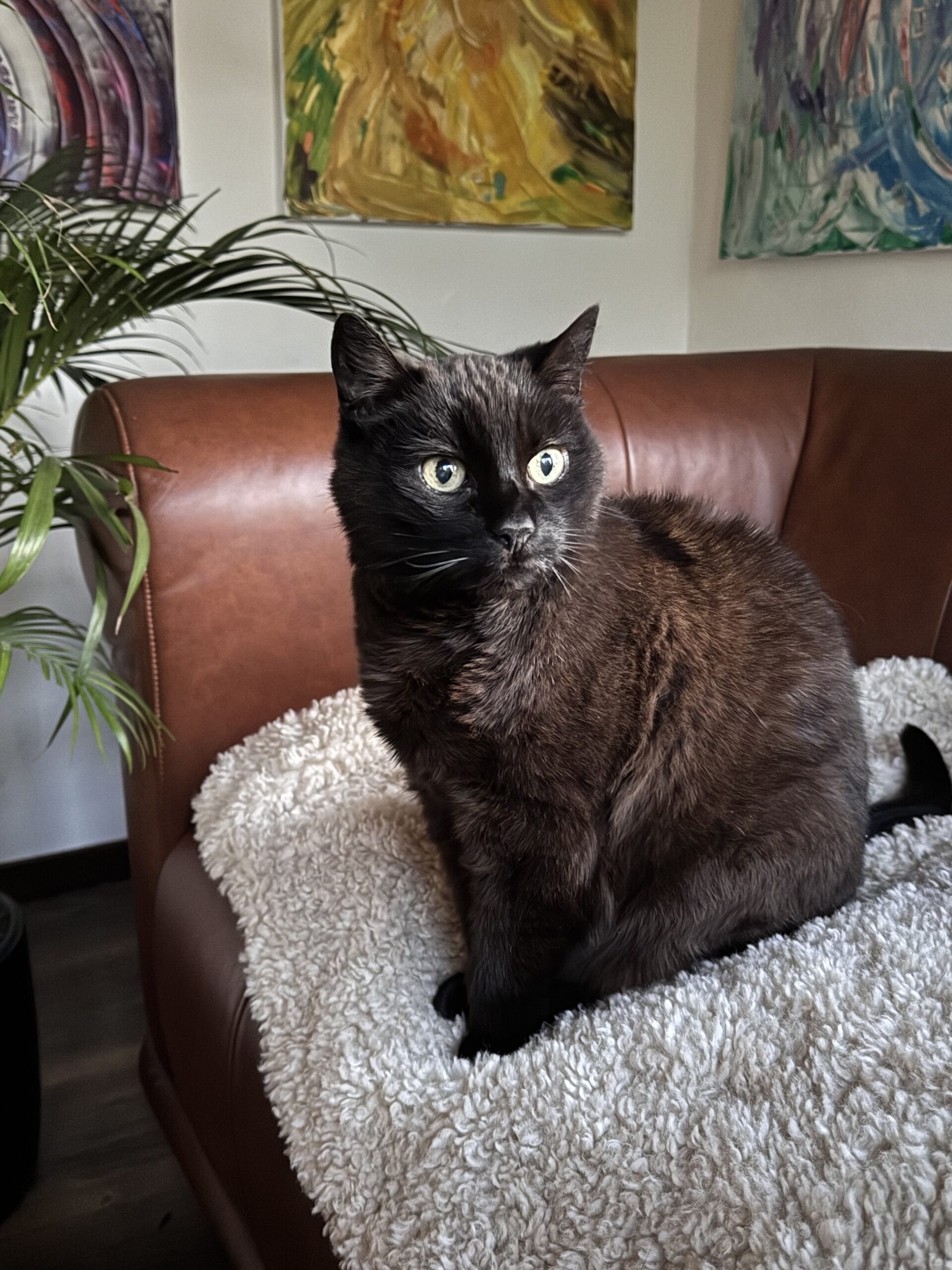 Lilly, Katze und Teammitglied bei SA Coaching